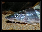 Pimelodus-ornatus-02