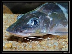 Pimelodus-ornatus-03