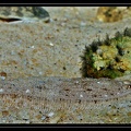 Syacium-papillosum-St-Jean-
