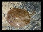 Potamotrygon-orbignyi-00