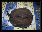 Potamotrygon-orbignyi-01