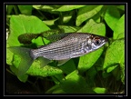 Prochilodus-reticulatus-st-