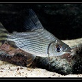 Semaprochilodus-varii-st-je
