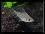 Semaprochilodus-varii-ste