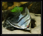 Pterophyllum-cf-scalare 01