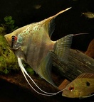 Pterophyllum-cf-scalare 02
