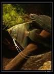 Pterophyllum-cf-scalare 03