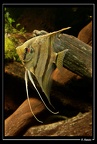 Pterophyllum-cf-scalare 04