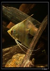 Pterophyllum-cf-scalare 05