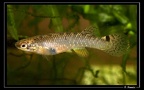 R-agilae-rorota 2