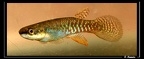 R.-cf-agilae-piste-P.-Isna