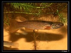 R.-igneus-crique-Tatou-2