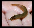 Ituglanis-amazonicus