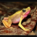 Atelopus-flavescens