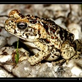 Bufo-01
