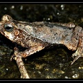 Bufo-groupe-typhonius-sp