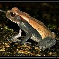 Bufo-guttatus-01
