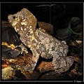 Bufo-margaritifer 03 layon-