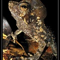 Bufo-margaritifer 07 layon-