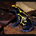 Dendrobates-tinctorius