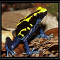 Dendrobates-tinctorius2