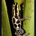 Dendrobates-ventrimaculatus