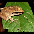Eleutherodactylus-chiastono