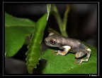 Hyla-02