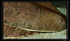 Hyla-boans-01