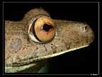 Hyla-boans-02