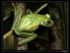 Hyla-punctata1