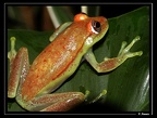 Hyla-punctata2