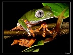 Phyllomedusa-tomopterna-1