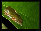 Phyllomedusa-tomopterna-2