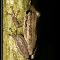 Scinax-ruber