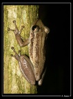 Scinax-ruber