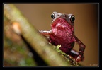 atelopus-spumarius-bar