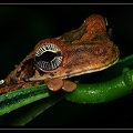 osteocephalus-oophagus