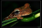 osteocephalus-oophagus