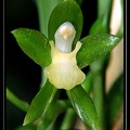 Batemania-colleyi