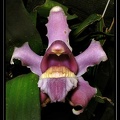 Bollea-violacea