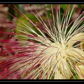 Bombacacea