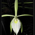Brassavola