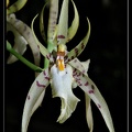 Brassia-lanceana-1