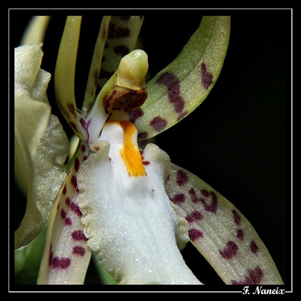 Brassia-lanceana-2.jpg