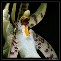 Brassia-lanceana-2