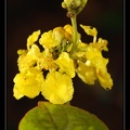 Caesalpiniaceae-1