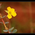Chamaecrista-diphylla 1