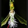 Catasetum-barbatum 02
