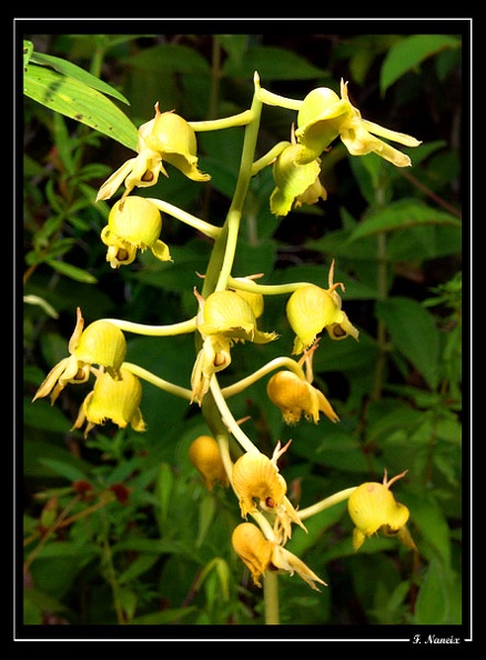 Catasetum-discolor_03.jpg